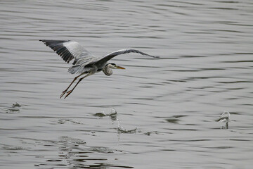 Heron on a research flight