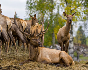 Elk Stock Photo and Image. Elk bull resting on hay with its cows elk around him in their environment and habitat surrounding.