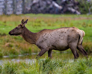 Naklejka na ściany i meble Elk Stock Photo and Image. Elk female cow close-up side profile walking by the river with a blur background in its environment and habitat surrounding.