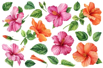 Afwasbaar Fotobehang Tropische planten Tropische bloem hibiscus instellen op een geïsoleerde achtergrond, aquarel botanische illustratie, flora handgetekende