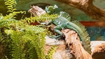 Basiliscus plumifrons, Plumed basilisk, sitting on a tree