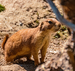 Cynomys ludovicans, Black tailed prairie dog, on a sunny summer day