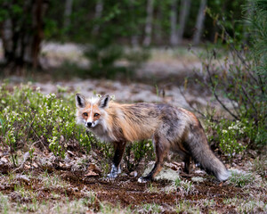 Naklejka na ściany i meble Red Fox Photo Stock. Fox Image. close-up profile view in the springtime with coniferous tree background and looking at camera in its environment and habitat.