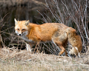 Red Fox Photo Stock. Fox Image. Close-up profile side view in the spring season displaying fox tail, fur, in its environment and habitat with a blur foliage background.Picture. Portrait.