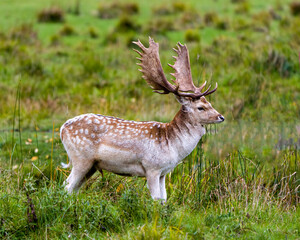 Fallow Deer Photo and Image. Male close-up side view in its environment and habitat surrounding with a blur field backgraound. Deer Photo and Image.