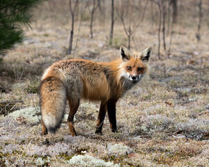 Red Fox Photo Stock. Fox Image.  Close-up profile view side view in the spring season with blur white moss and confierous branches background and  its environment and habitat. Picture. Portrait.