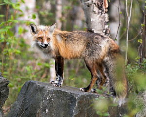Red Fox Photo Stock. Fox Image. Close-up standing on a big rock with forest background in its habitat and environment. Picture. Portrait. Fox Image.