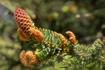 Spruce tree branch with young cones. Blurred green background. 