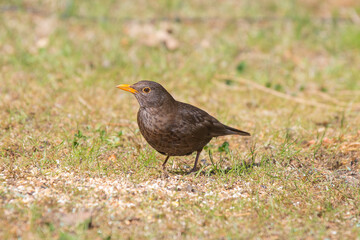 foraging blackbird, Turdus merula, male on the ground in the grass with orange bill and dark to black plumage