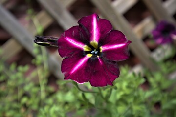 Pachnąca fioletowa petunia latem