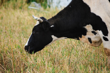 Cows graze in the steppe area in the fall season.   Free grazing of cows to produce natural milk.