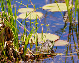 Frog Stock Photo and Image. Sitting in the water with foliage and displaying green body, head, eye, mouth with a reflection in the water and enjoying its environment and habitat surrounding.