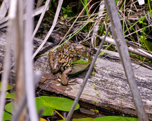 Frog Stock Photo and Image. Sitting on a log in the water displaying body, head, legs, eye and enjoying its environment and habitat surrounding.