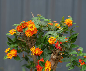 Yellow and orange flower named Lantana Camara, also known as big-sage (Malaysia), wild-sage, red-sage, white-sage (Caribbean) and tickberry (South Africa).