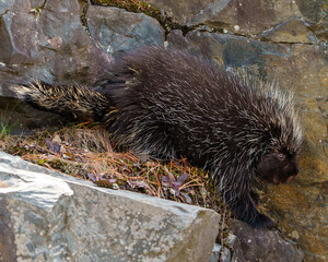 Porcupine Photo and Image. Close-up profile view in the forest with a big rock and moss surrounding and habitat displaying its sharp pointy spines and brown colour..