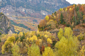 Details of autumn colors in Pyrenees forest