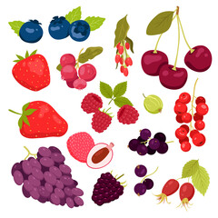Set of different summer berries. Fresh fruits, grapes and cherries, strawberry and blueberry, forest blackberry and cranberry, smoothie ingredients, vitamins food vector illustration