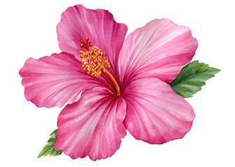 watercolor tropical flower. Illustration of hibiscus flower. Decorative exotic plant. © Hanna