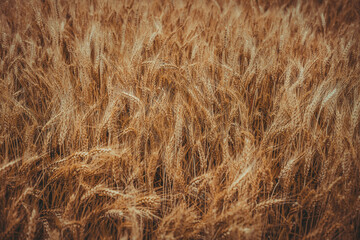 Ears of wheat close-up. Wheat field background with golden ears of wheat. The concept of rising food prices. Rising prices for wheat.