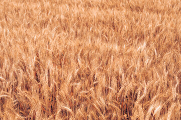 Ears of wheat close-up. Wheat field background with golden ears of wheat. The concept of rising food prices. Rising prices for wheat.