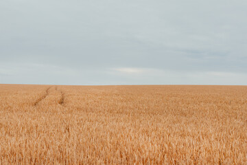 Wheat field background with golden ears of wheat. Wheat import against the backdrop of the war in Ukraine.