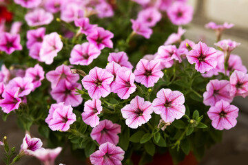 Pink petunia flowers grow in the garden in pots in summer