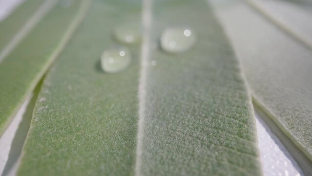 The texture of the poisonous Nerium flower. Water dripping on a leaf. Dolly slider extreme close-up. Slow mo
