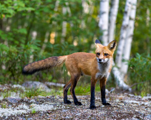 Red Fox Stock Photo and Image. Close-up profile view with blur forest and birch trees background in its environment and habitat surrounding and looking at camera. Fox Picture.