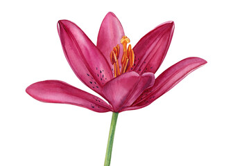 Watercolor illustration of lily flower, tropical flower isolated on white background.
