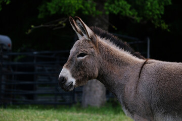 Naklejka na ściany i meble Mini donkey portrait in Texas field during spring outdoors.