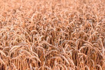 Ears of wheat close-up. Wheat field background with golden ears of wheat. The concept of rising food prices. Rising prices for wheat.