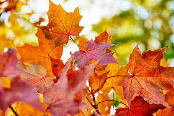 Plakat Autumn background. Colorful maple leaves with sun light, close up