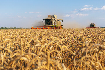 Fototapeta premium Combine harvesting spring wheat. Wheat and corn are reacting to markets in the breadbasket of the global crisis. Yield of winter barley. Wheat, corn, soy.