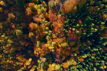Mountains covered with autumn colored forest, aerial view. Beautiful nature landscape