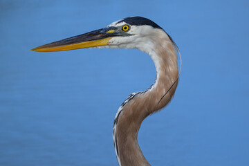 Great Blue Heron Portrait