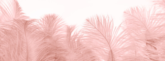 pink fluffy ostrich feather background, delicate luxury texture for designer, text mockup, cards....