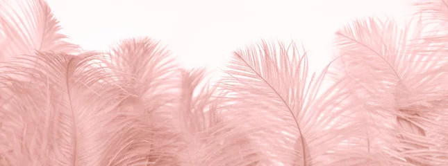 Gordijnen pink fluffy ostrich feather background, delicate luxury texture for designer, text mockup, cards. Smooth elegant texture can use as background, concept lightness, weightlessness, Retro style © kittyfly