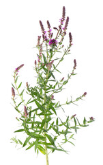 Purple loosestrife bush with flowers, isolated on white background. Lythrum salicaria. Herbal...