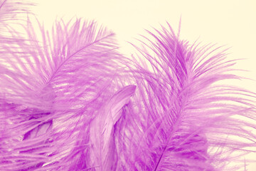 pink, purple fluffy ostrich feather background, delicate luxury texture for designer, text mockup, cards. Smooth elegant texture can use as background, concept lightness, weightlessness, Retro style