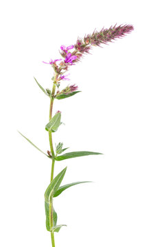 Purple loosestrife twig with flowers, isolated on white background. Lythrum salicaria. Herbal medicine. Clipping path.