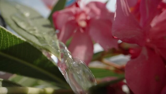 Poisonous pink Nerium flower, water runs down the leaves. Slow mo