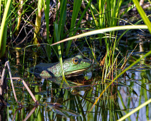 Frog Stock Photo and Image. Sitting in the water with foliage and displaying green body, head, eye, mouth with a reflection in the water and enjoying its environment and habitat surrounding.