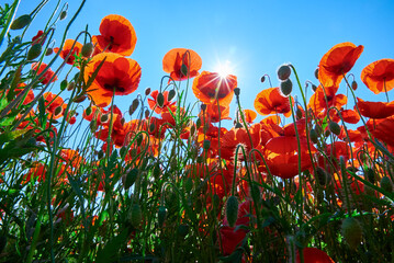Blooming red poppy flowers in green field against blue sky with sunbeam rays, Beautiful natural...