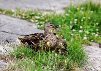 mother duck with little ducklings
