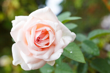 A clear pink rose in the garden on a blurry background.
