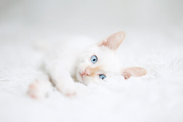 Small red point kitten with blue eyes on a white blanket. Kitty three months