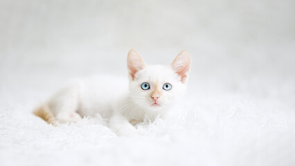 Small red point kitten with blue eyes on a white blanket. Kitty three months