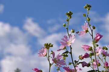 Pink flowers, Chatma Thuringian, against a blue sky. Summer flowers.