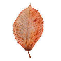 Hand drawn watercolor illustration of autumn leaf isolated on white background for your design.
