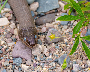 Snake Stock Photo and Image. Head shot with a blur rocks and foliage background displaying tongue, eyes nose, skin in its environment and habitat surrounding.